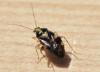 306360 – Photo : Christian Berquer – France (50)